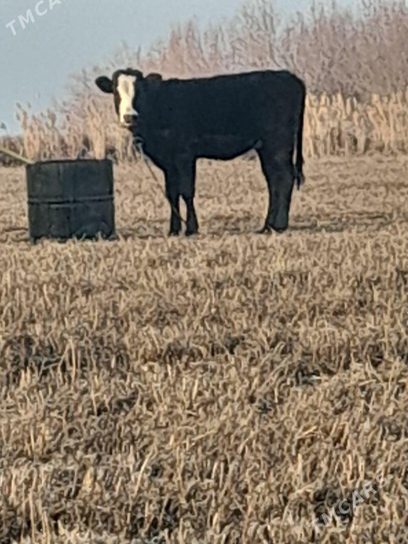 gibrit tuwe - Бахарден - img 1