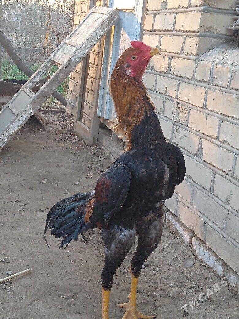 baýes - Mary - img 1