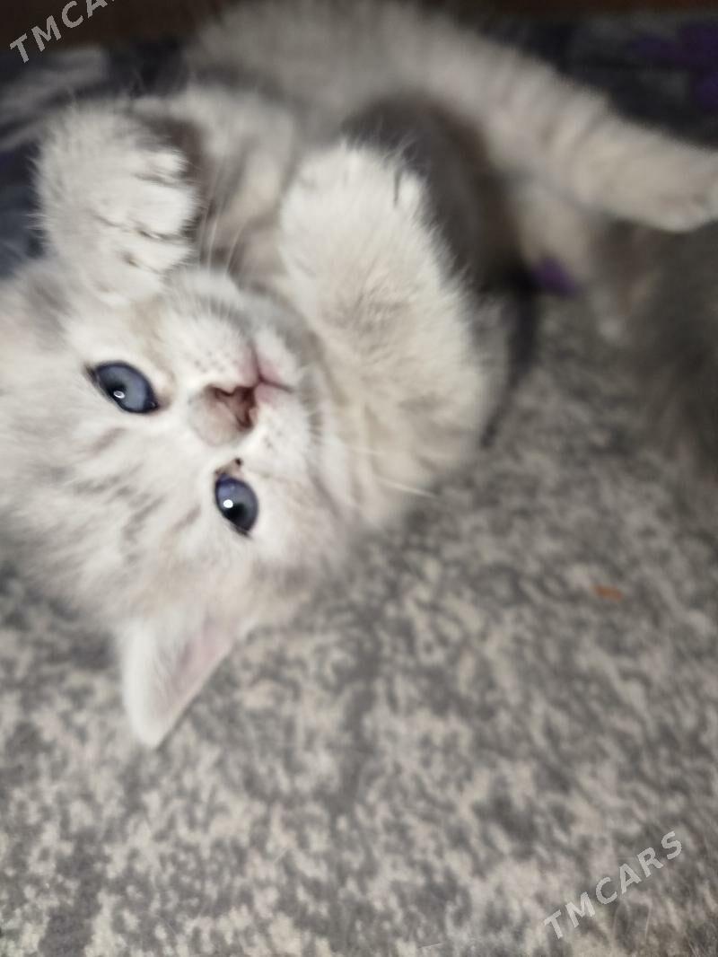 шотландские котята - Aşgabat - img 1