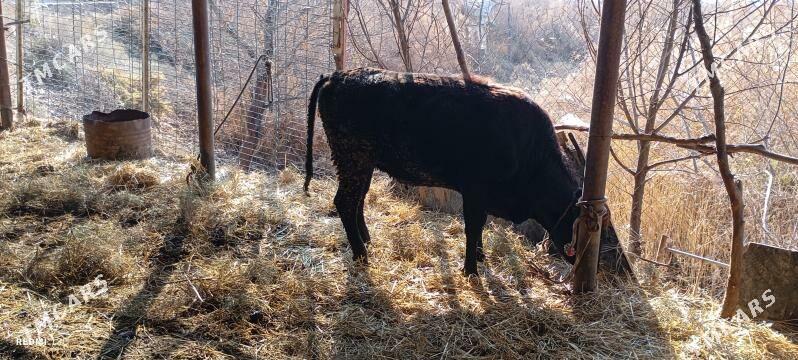 bakylan tuwe - Ак-Бугдайский этрап - img 1