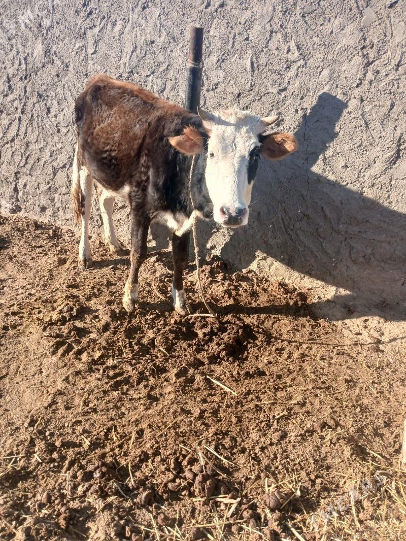 gacar - Эсенгулы - img 1