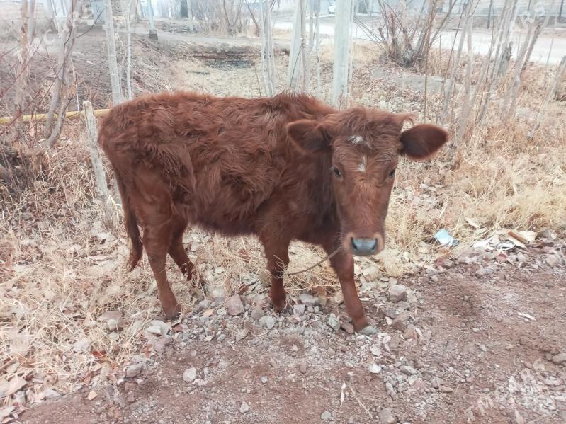 GACAR - Губадаг - img 1