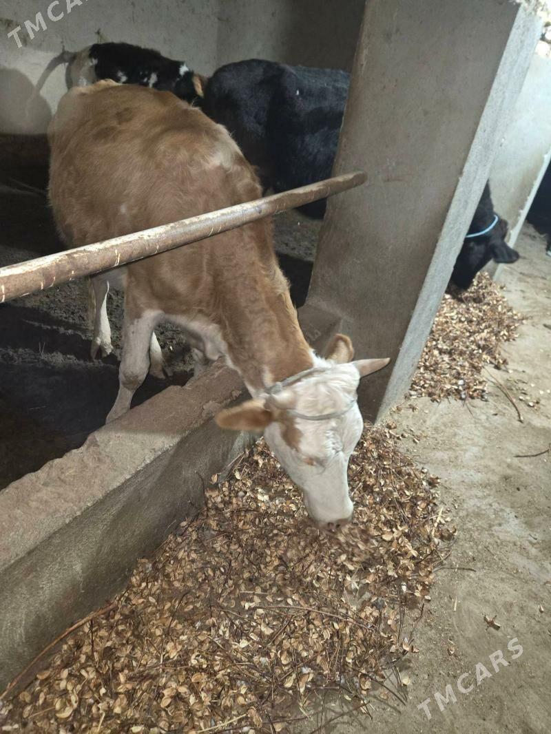 simental mallar - Gurbansoltan Eje - img 1