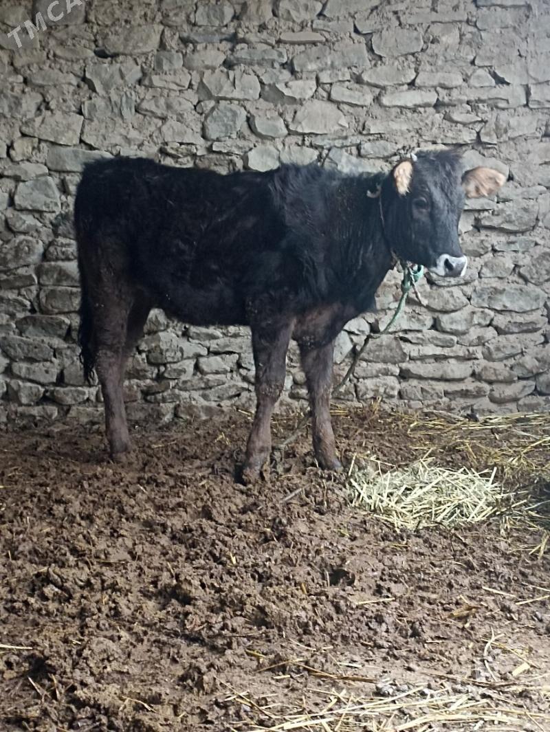 Gacar - Берекет - img 1