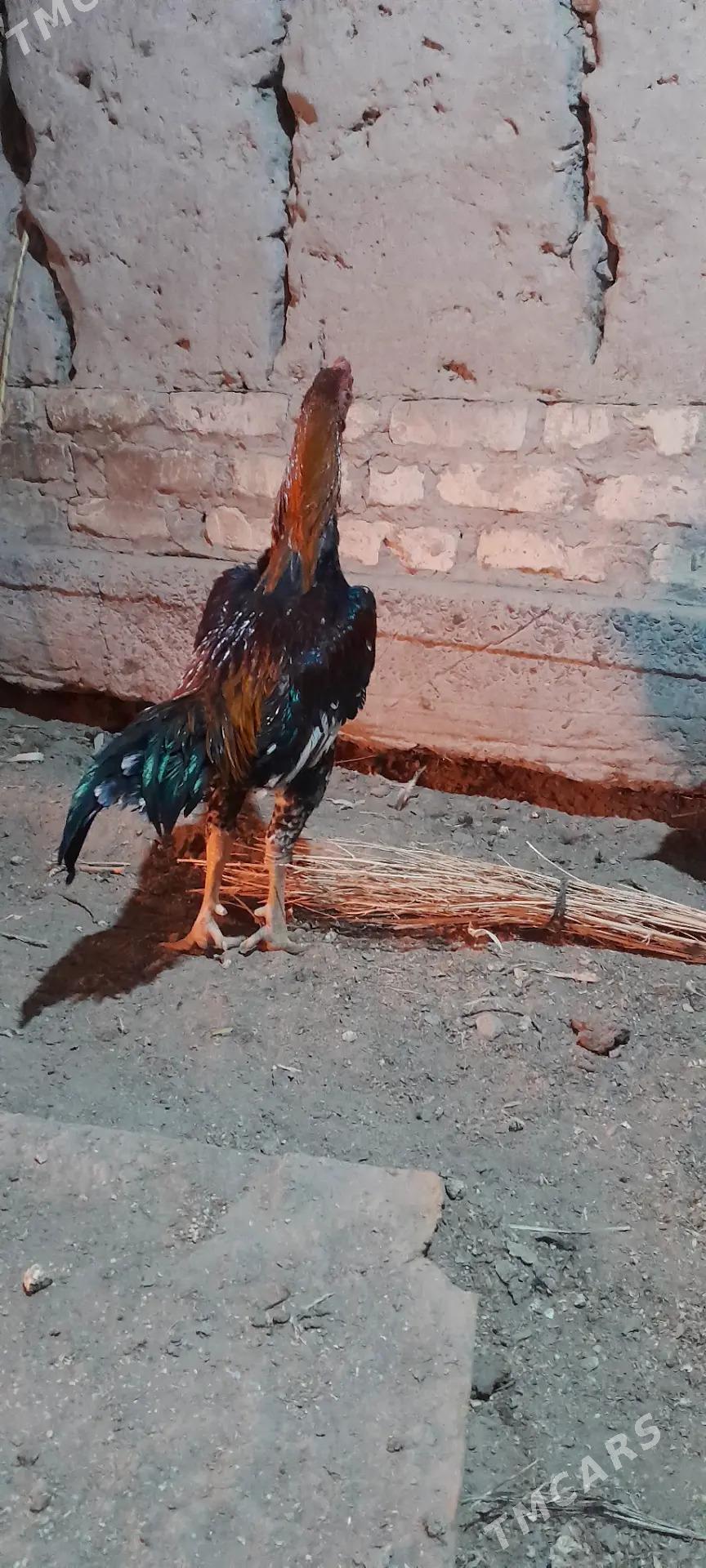 dekan horaz - Şabat etr. - img 1