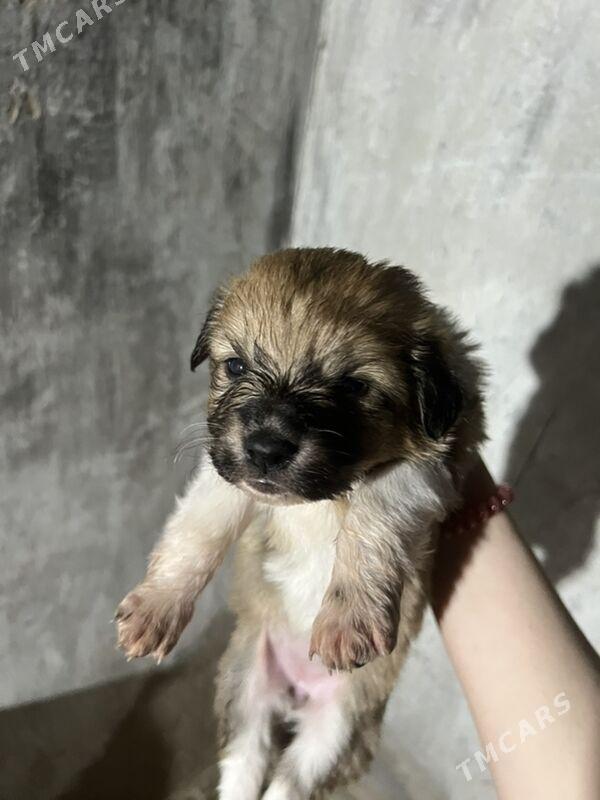 щенки - Bekrewe - img 1