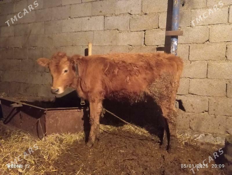 göle tüwe - Gökje - img 1