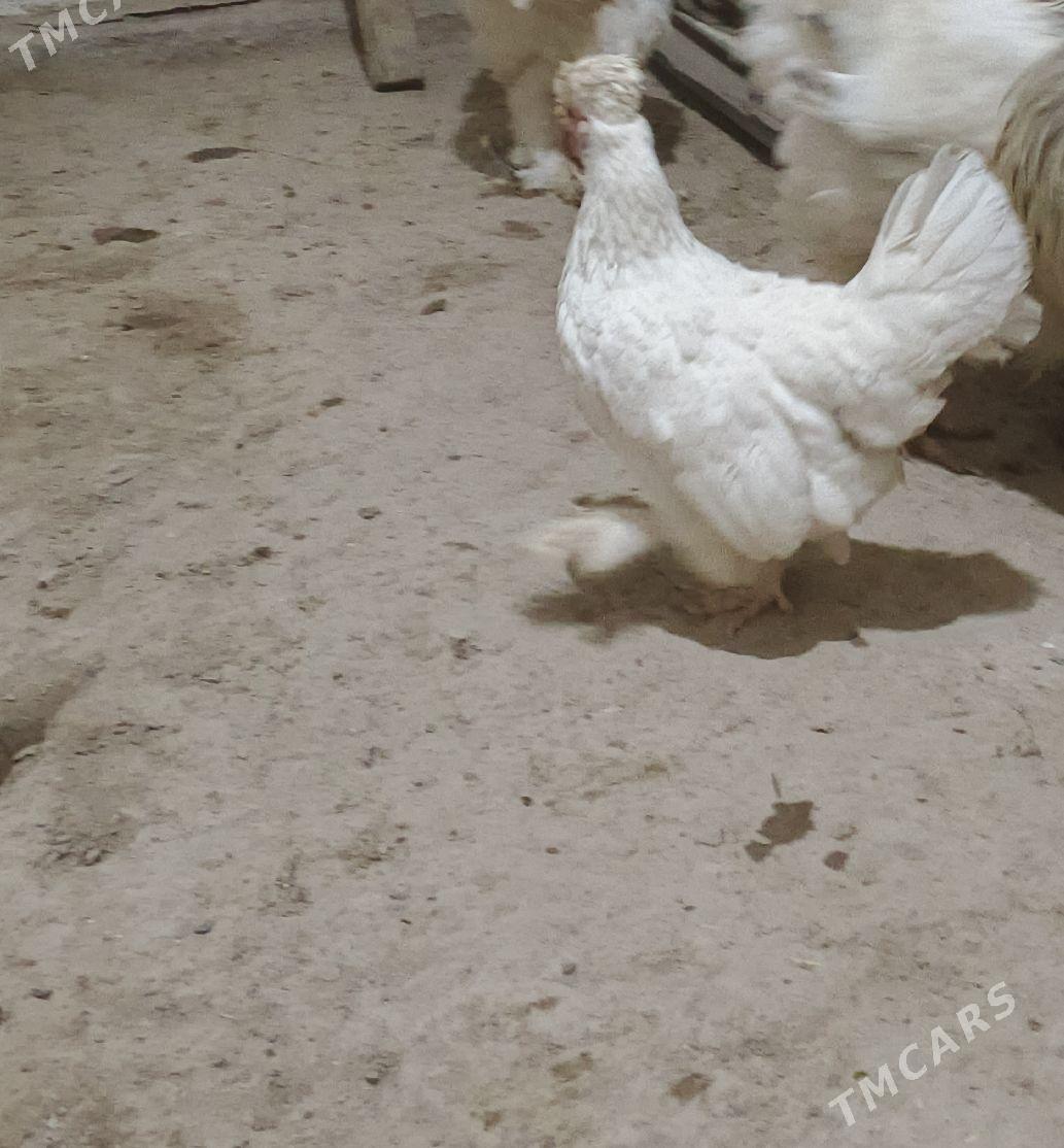 karlik - Дашогуз - img 1