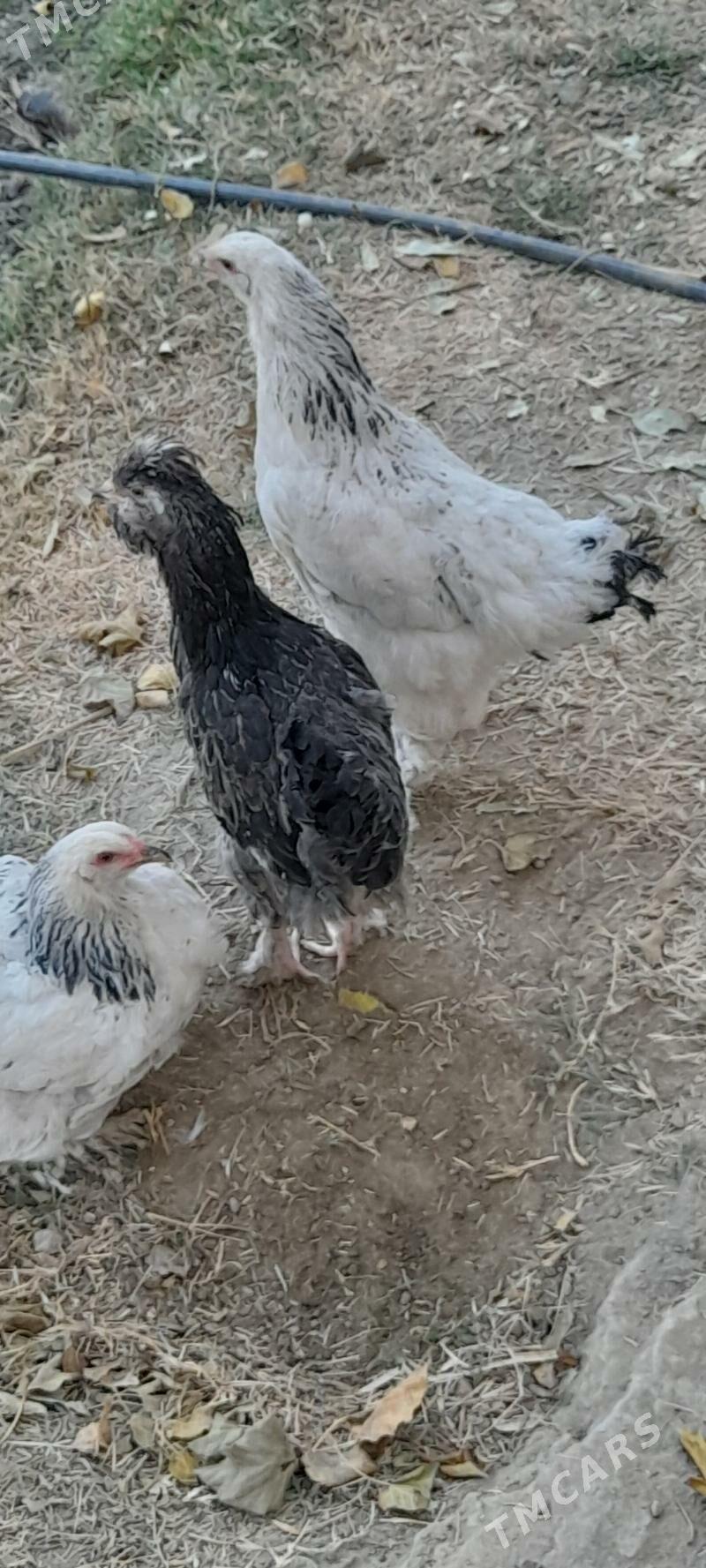 brama towuk - Bäherden - img 1