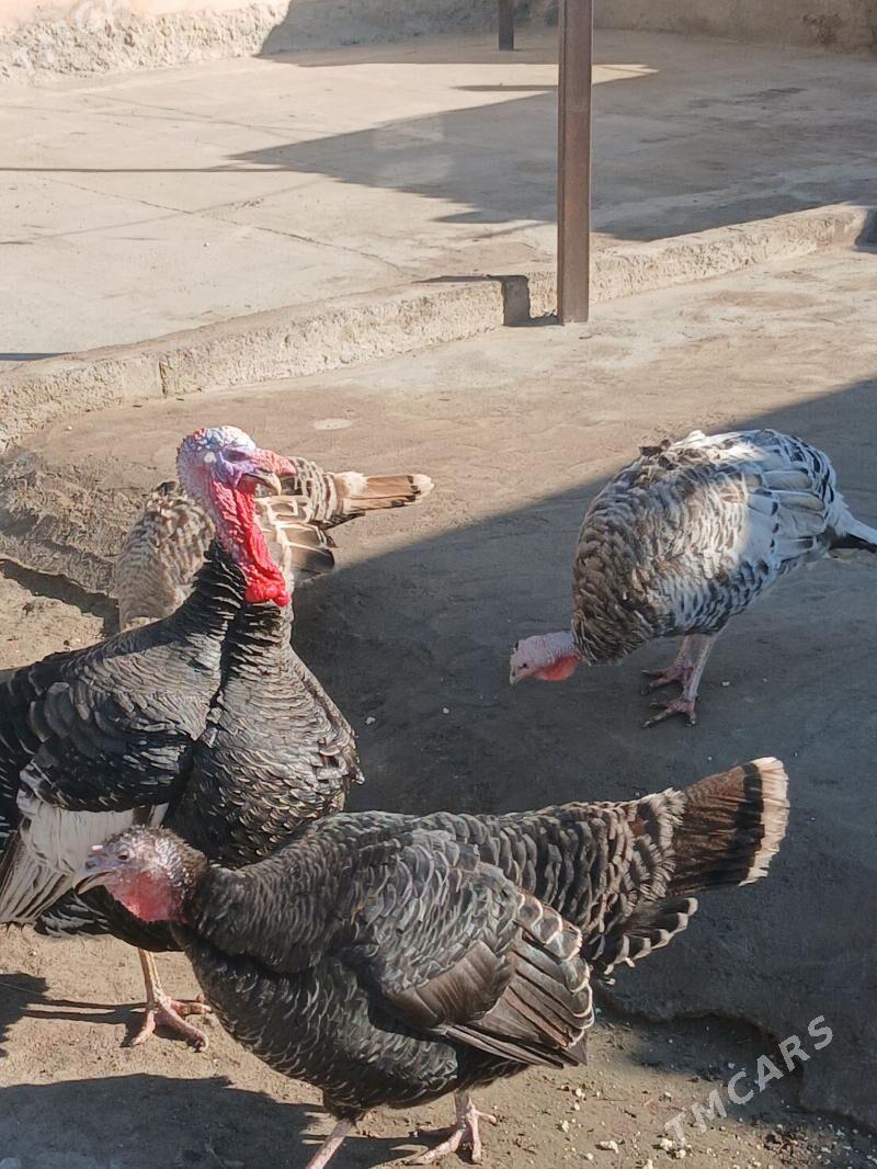 İnduk - Bagyr - img 1