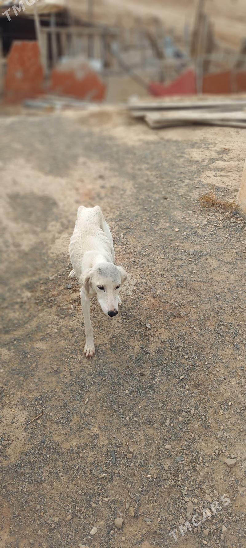 Tazy - Jebel - img 1