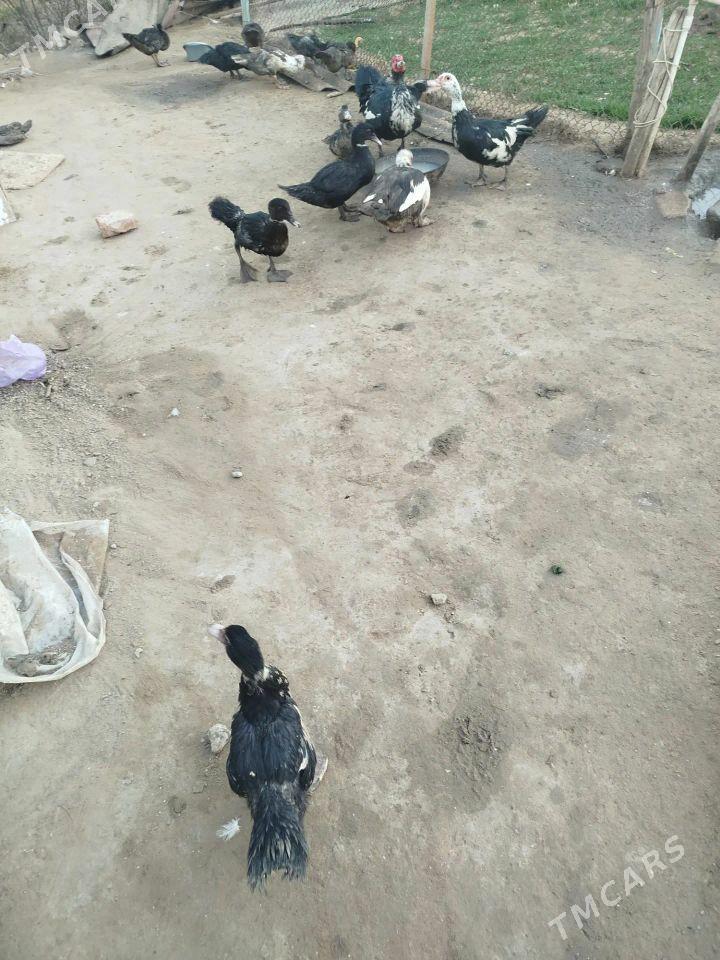 Ördek - Mary - img 1