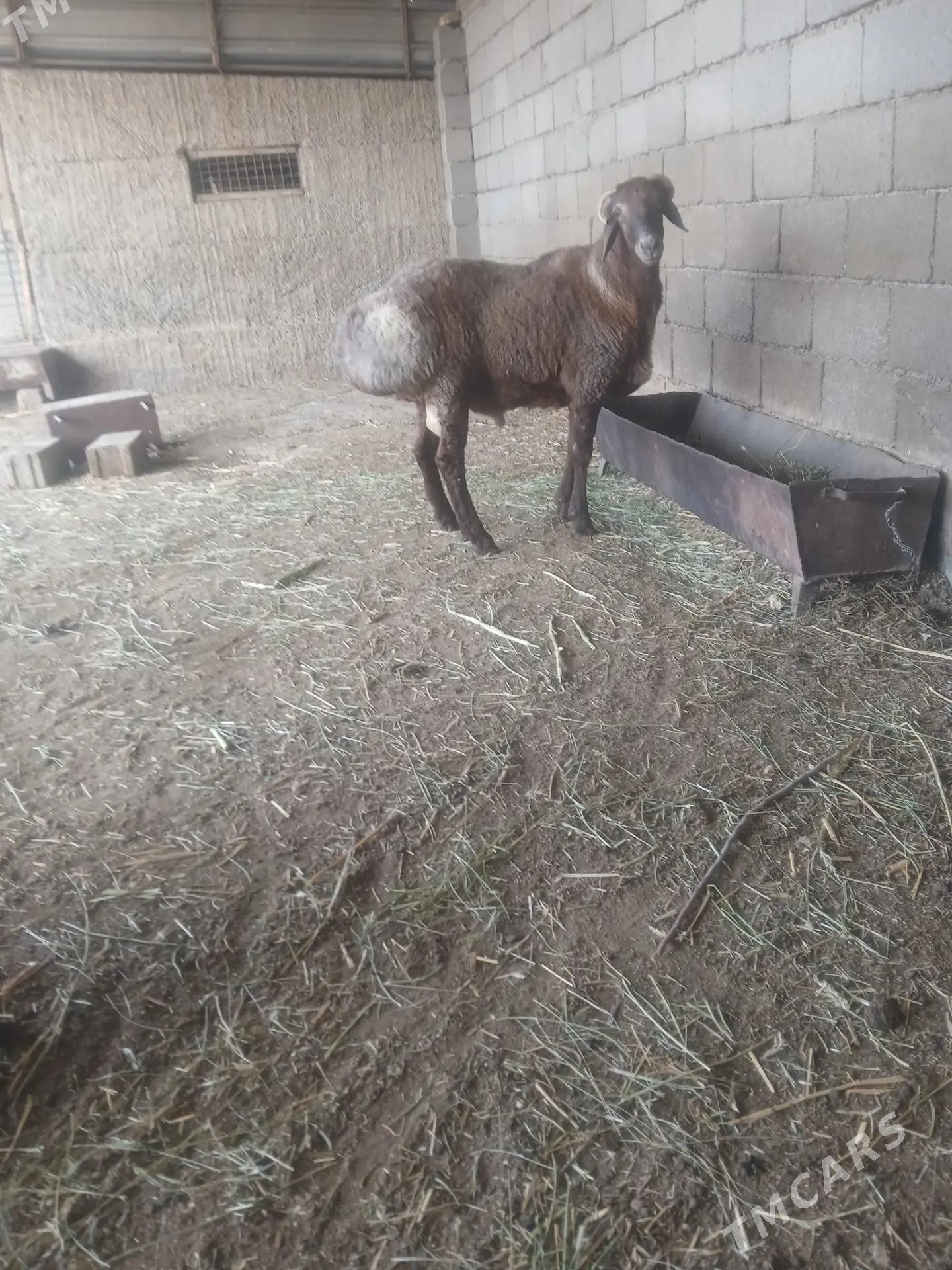 goyun goc - Büzmeýin - img 1