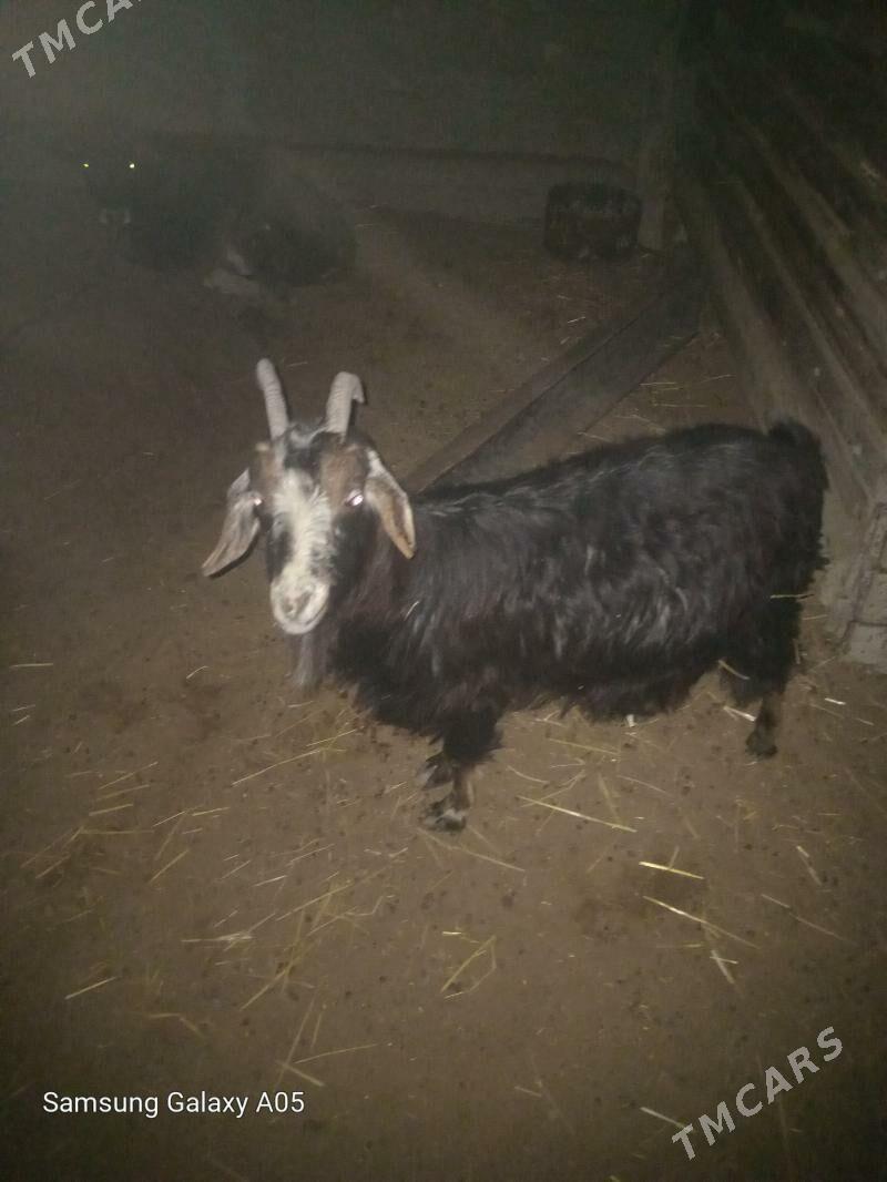 Salam satlyk geci baklp otrlan - Эсенгулы - img 1