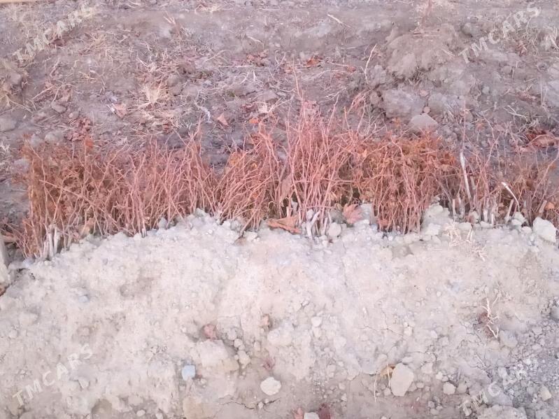 UZUM. ŞITIL. 4. SORTY. BAR. - Гёкдепе - img 1