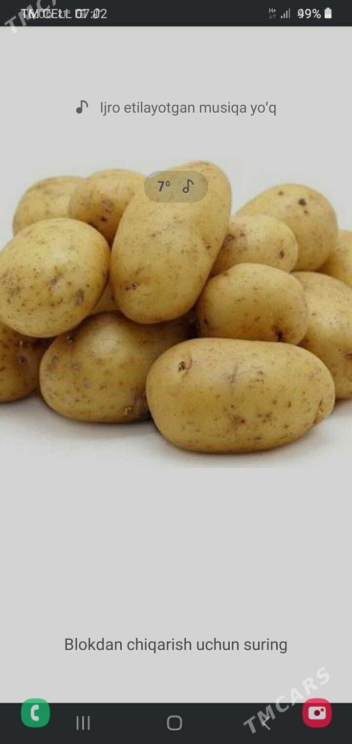 Kartoşka tohum - Анев - img 1