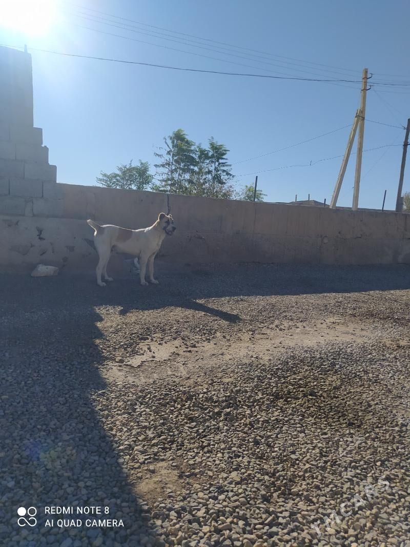 It Alabay - Gyzylarbat - img 1