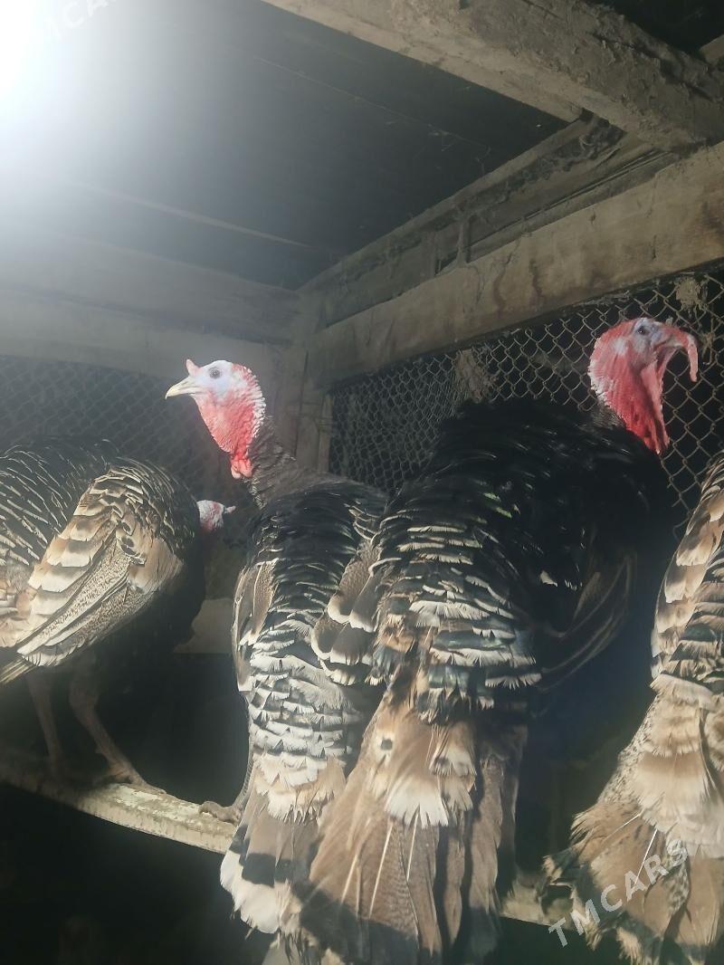 индук - Чарджоу - img 1