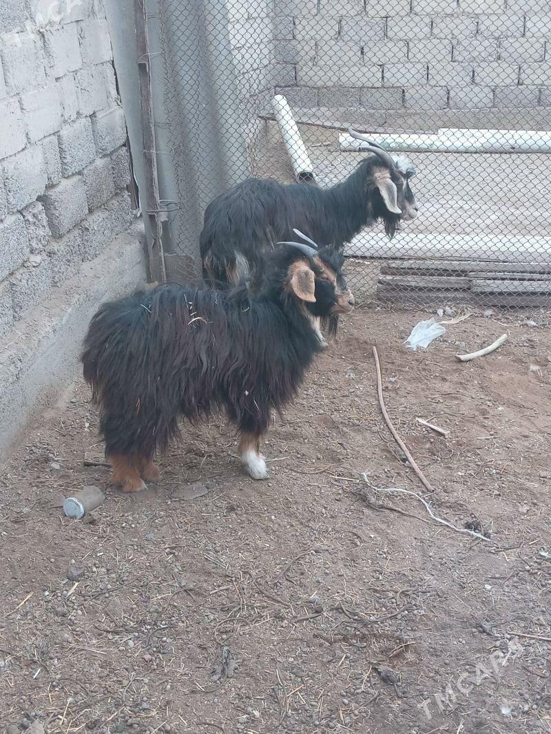 owlakly geci - Ak bugdaý etraby - img 1