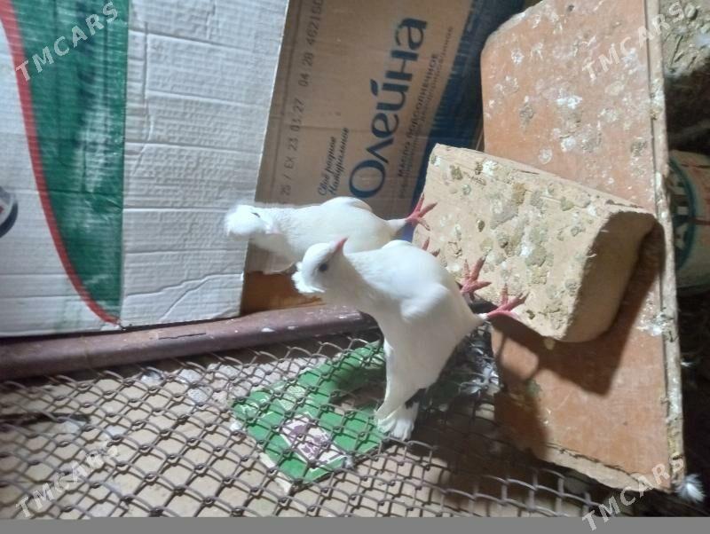 kepderi - Ёлётен - img 1