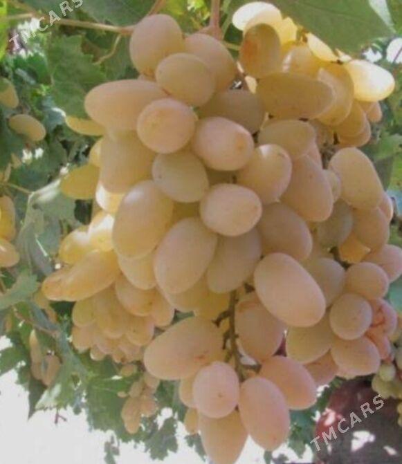 Monty üzüm - Wekilbazar - img 1