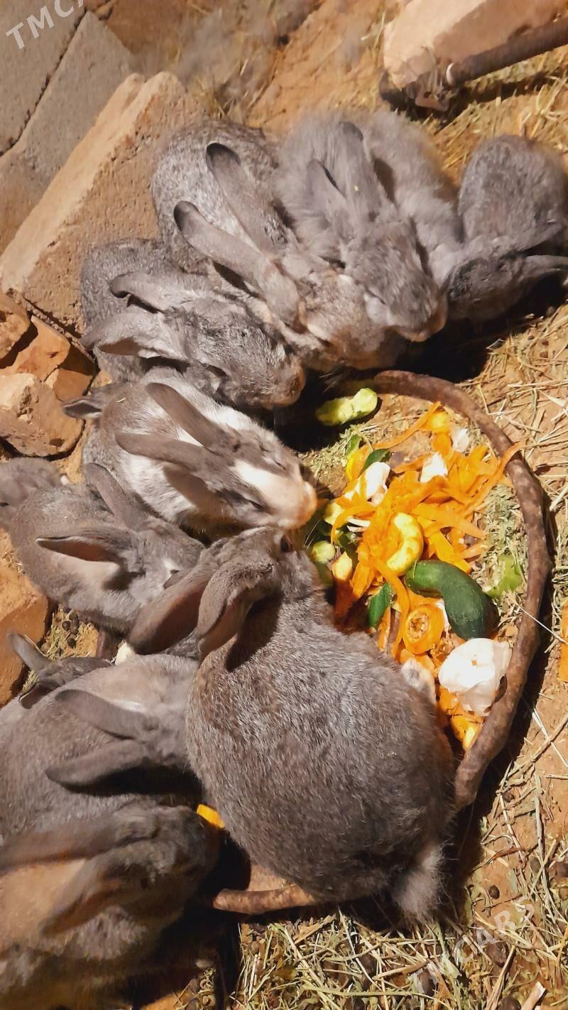 towsan - Aşgabat - img 1