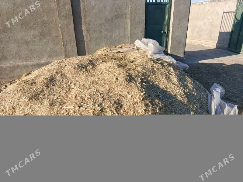 ot uwelen mekge haşal - Baýramaly - img 1