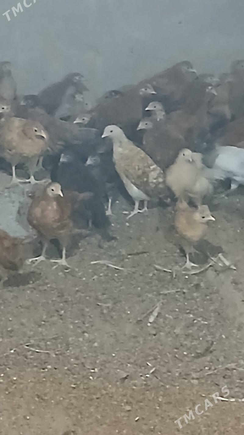 juje - Bäherden - img 1