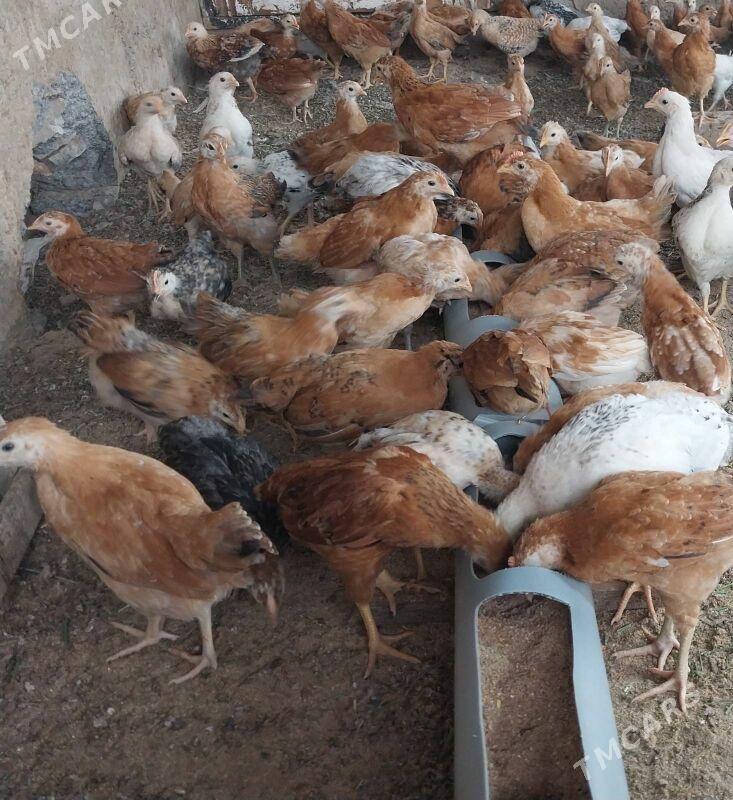 jüje - Sakarçäge - img 1