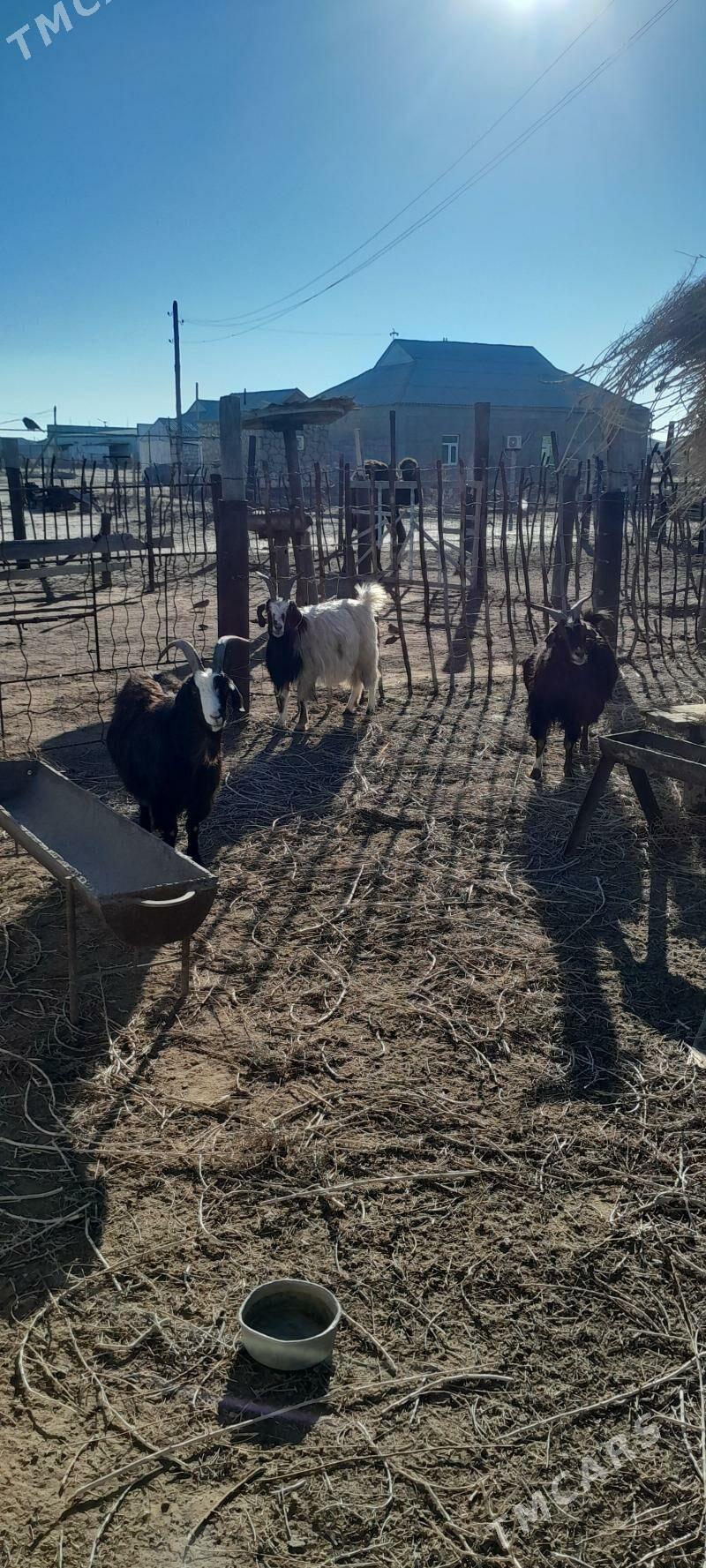 Boğoz geçi - Esenguly - img 1