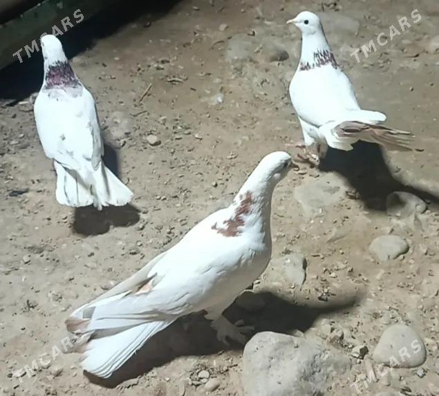 kepderi - Balkanabat - img 1