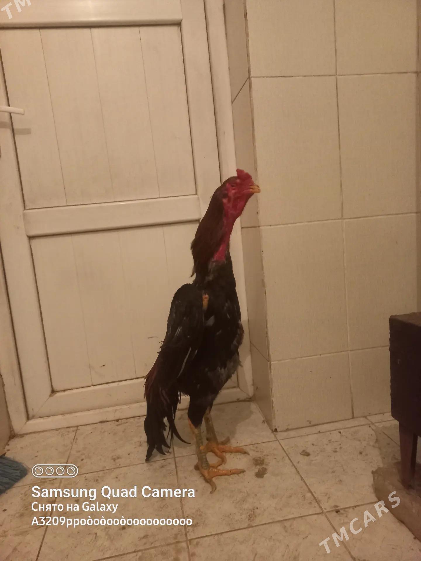 taskent - Änew - img 1