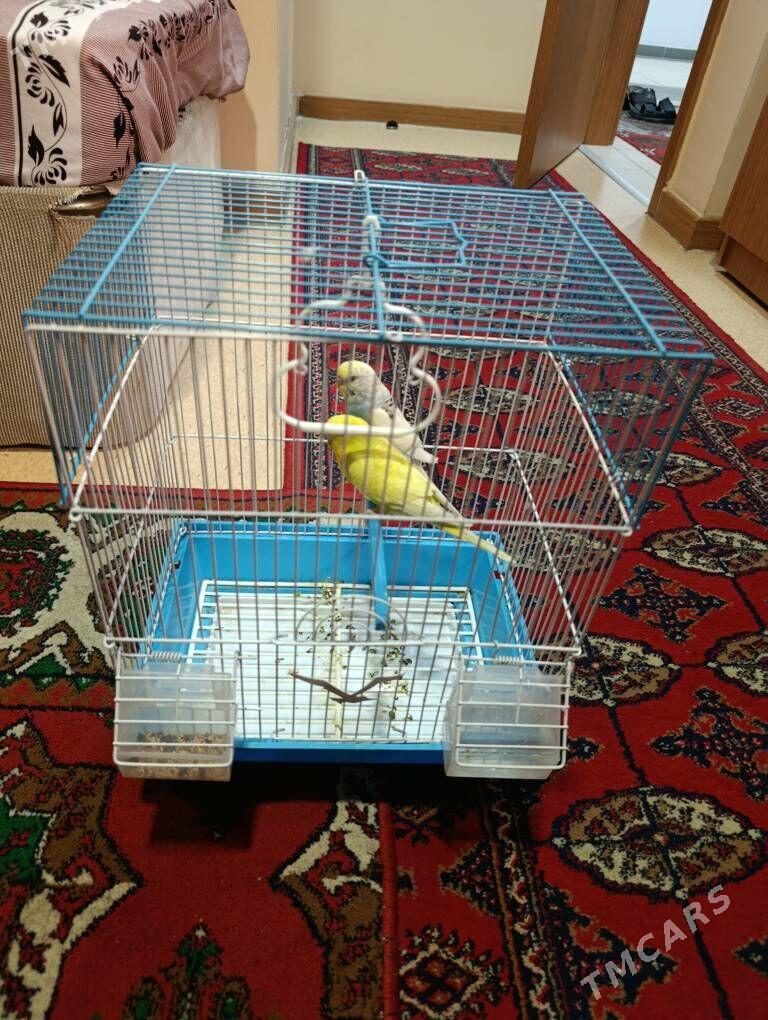 Guş - Нефтегаз (ул. Андалиб-Юбилейная) - img 1