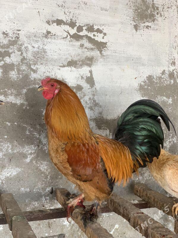 horaz - Mary - img 1