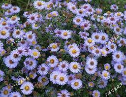 Sentýabrinka-Сентябринка - Täze zaman - img 1