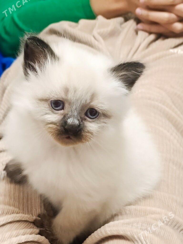 Seýamski pishik - Туркменабат - img 1