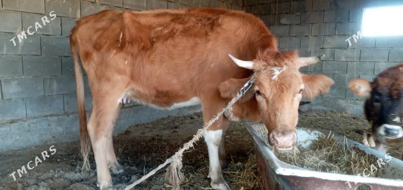 sygyr - Гёкдепе - img 1