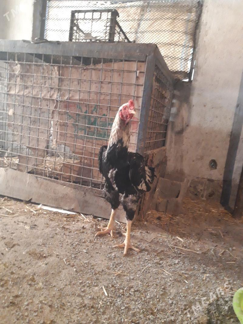 Horaz - Gökdepe - img 1