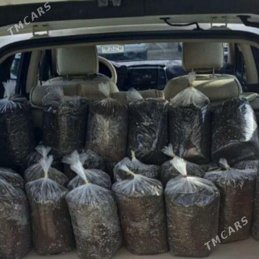 цветочный рай - Ашхабад - img 1