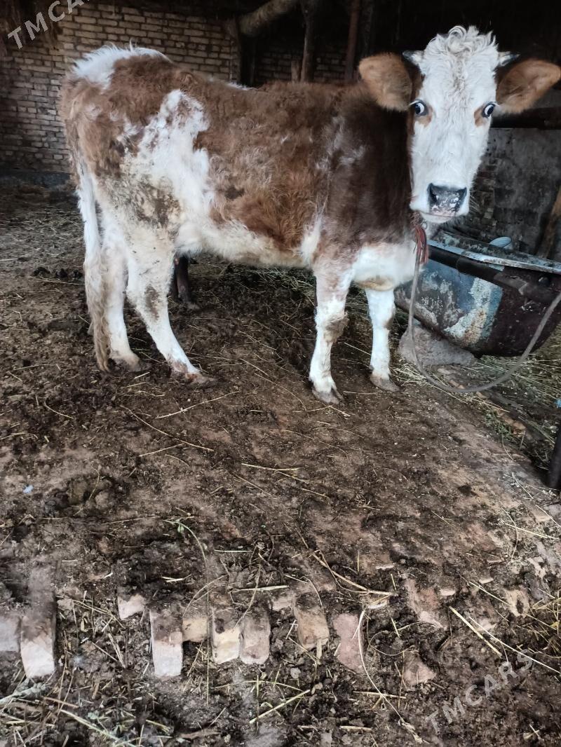 öküz unajin sigir - Чарджоу - img 1