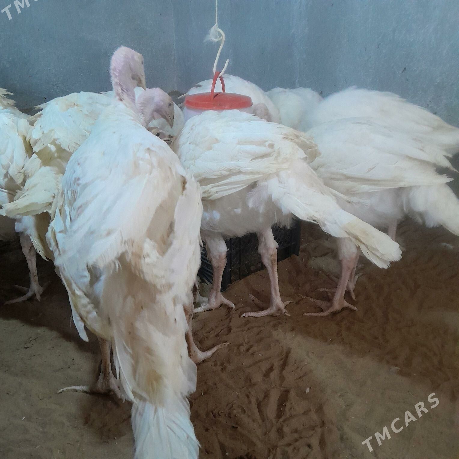 Big6 bir para 4aý gigant induk - Aşgabat - img 1