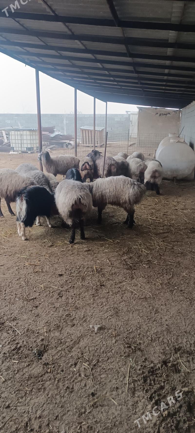 Tokly - Ак-Бугдайский этрап - img 1