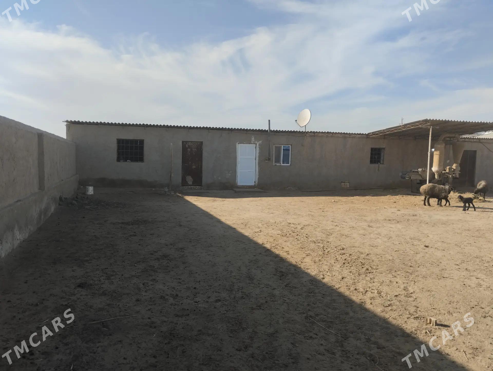 Ýatak jaÿ - Garagum etraby - img 1