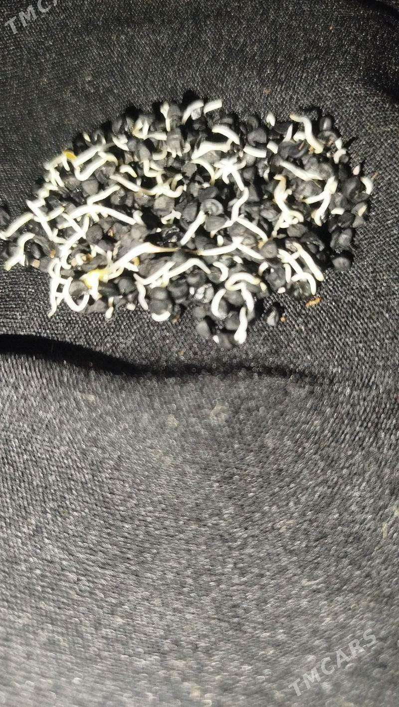 sogan - Bäherden - img 1