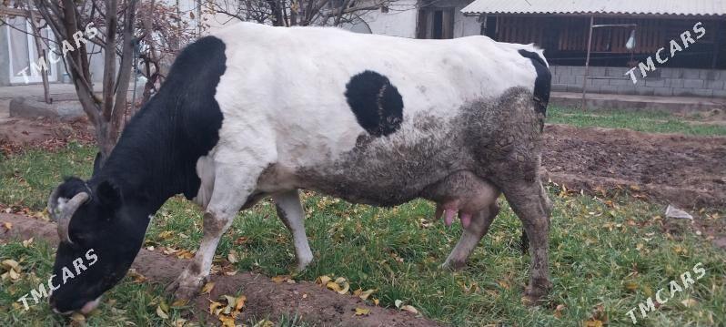 Sygyr - Чоганлы - img 1