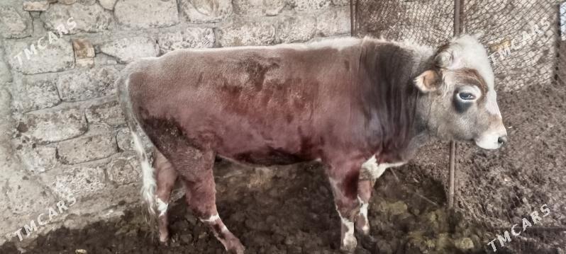 Okuz - Ak bugdaý etraby - img 1