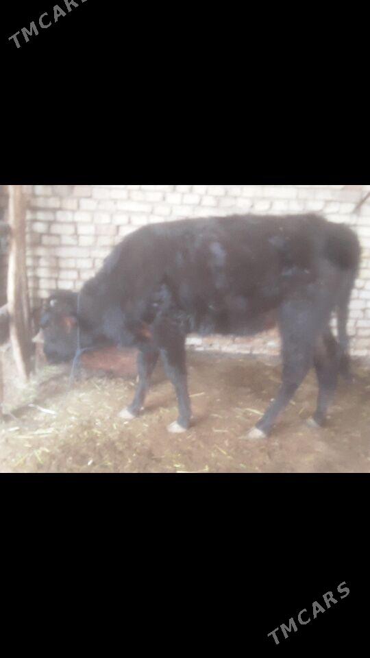 Gulajyn - Murgap - img 1