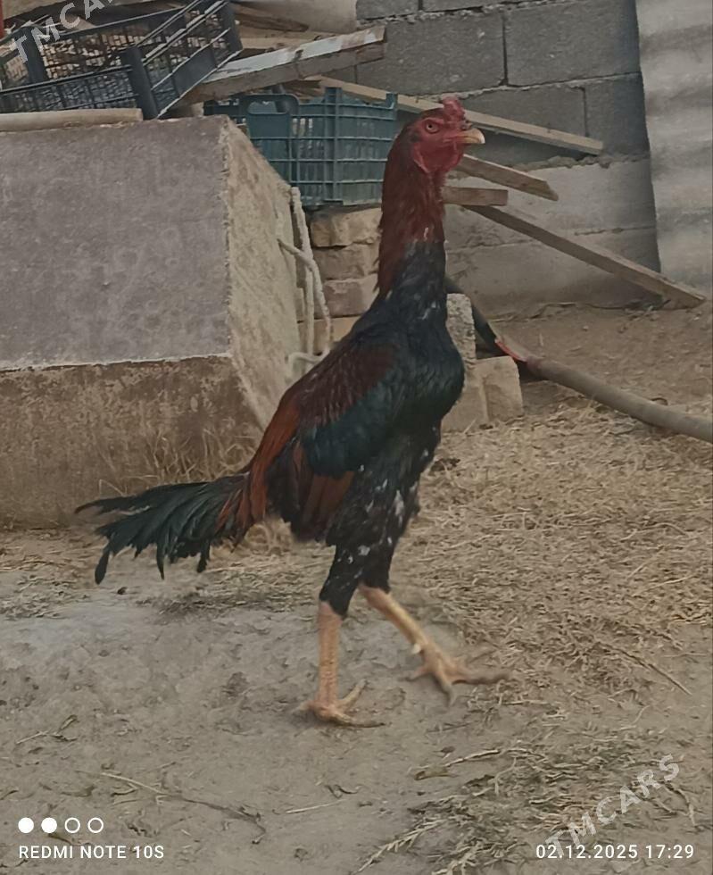 Tasgent - Aşgabat - img 1