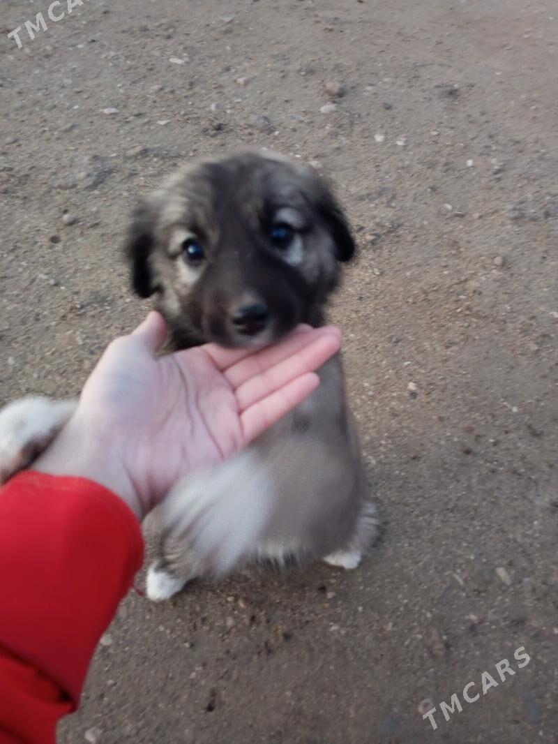 Güjik - Балканабат - img 1