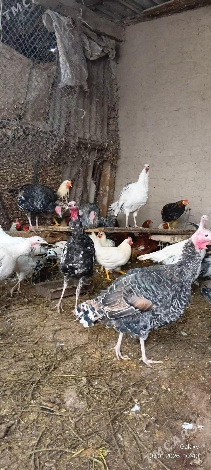 Induk - Kaka - img 1